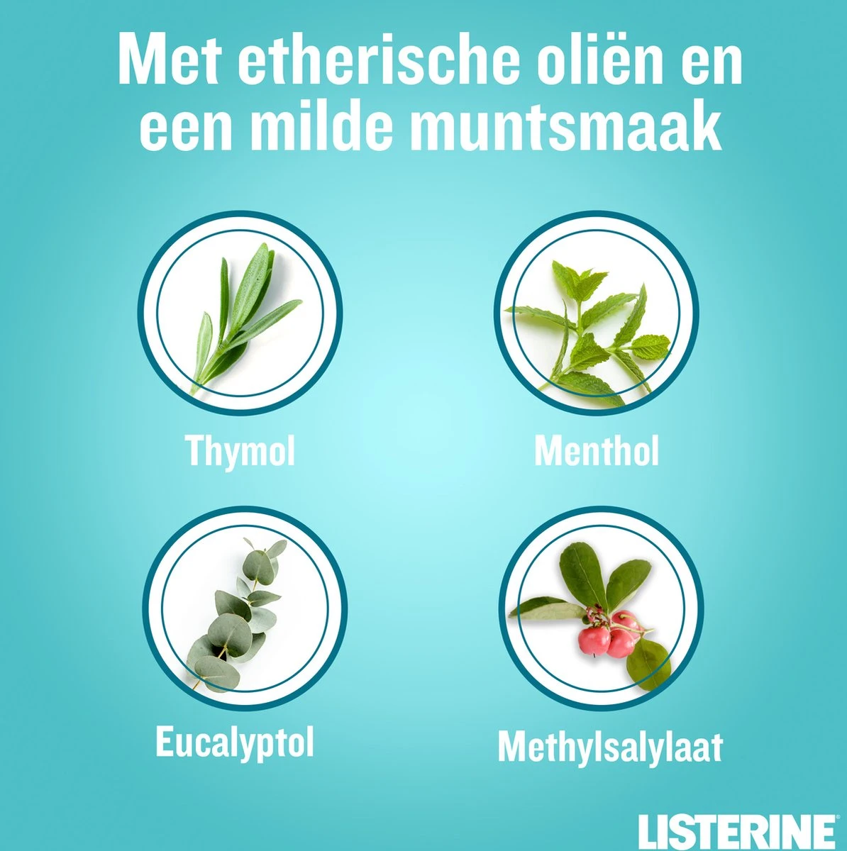 LISTERINE Cool Mint Milde Smaak, Mondspoeling Zonder Alcohol Met Etherische Oliën, Helpt Bacteriën Te Verwijderen En Zorgt Voor Een Langdurig Frisse Adem, 3 X 500 Ml 6 LISTERINE Cool Mint Milde Smaak, Mondspoeling Zonder Alcohol Met Etherische Oliën, Helpt Bacteriën Te Verwijderen En Zorgt Voor Een Langdurig Frisse Adem, 3 X 500 Ml - Afbeelding 6