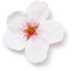 Rituals The Ritual Of Sakura Magic Touch Body Cream 100 Tube - 3 Pack - Rice Milk En Cherry Blossom 9 Rituals The Ritual Of Sakura Magic Touch Body Cream 100 Tube - 3 Pack - Rice Milk En Cherry Blossom -Verzorgingsproducten 1200x1191