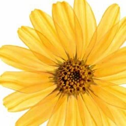 Kneipp Arnica Active - Massageolie 8 Kneipp Arnica Active - Massageolie -Verzorgingsproducten 1200x1200 251