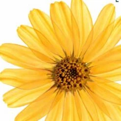 Kneipp Arnica Active - Badkristallen 17 Kneipp Arnica Active - Badkristallen -Verzorgingsproducten 1200x1200 497