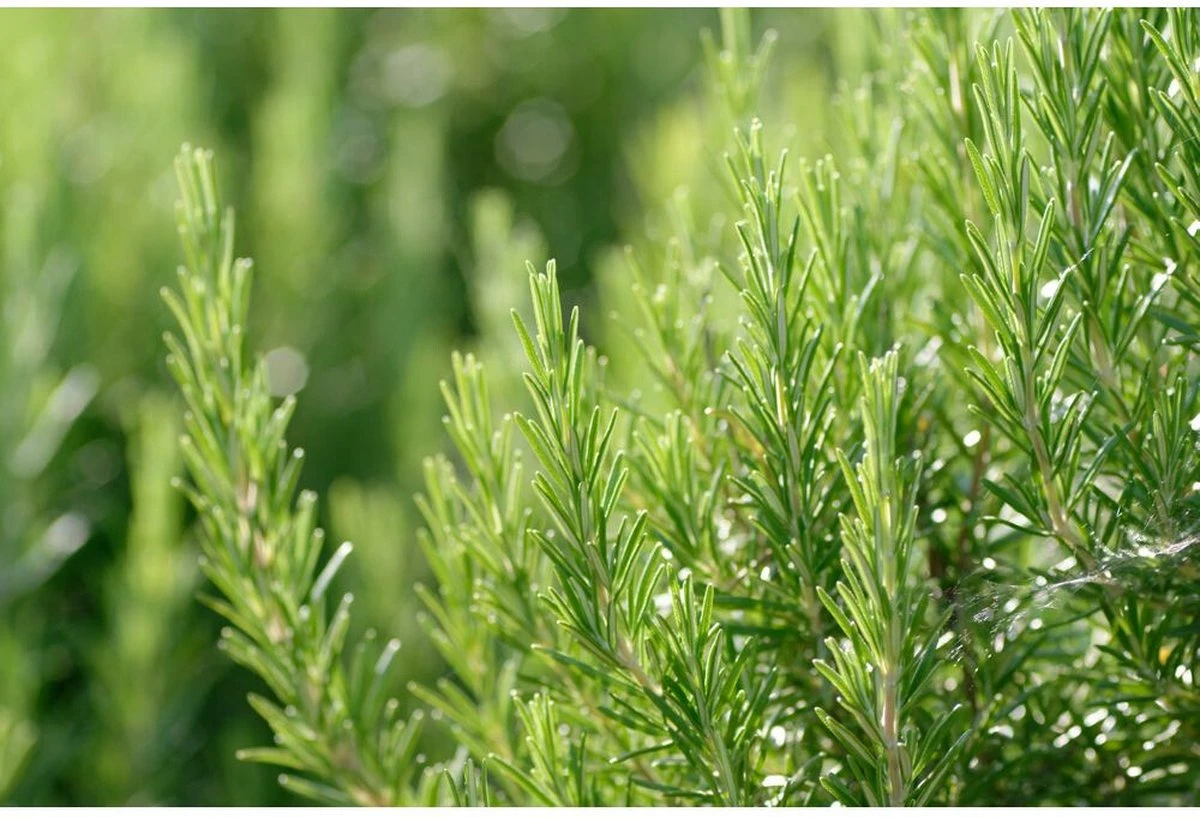 Weleda Revitaliserende Haarlotion 2 Weleda Revitaliserende Haarlotion - Afbeelding 2