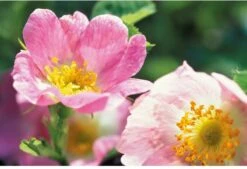 Weleda Wilde Rozen Harmoniserende Body Olie 9 Weleda Wilde Rozen Harmoniserende Body Olie -Verzorgingsproducten 1200x822