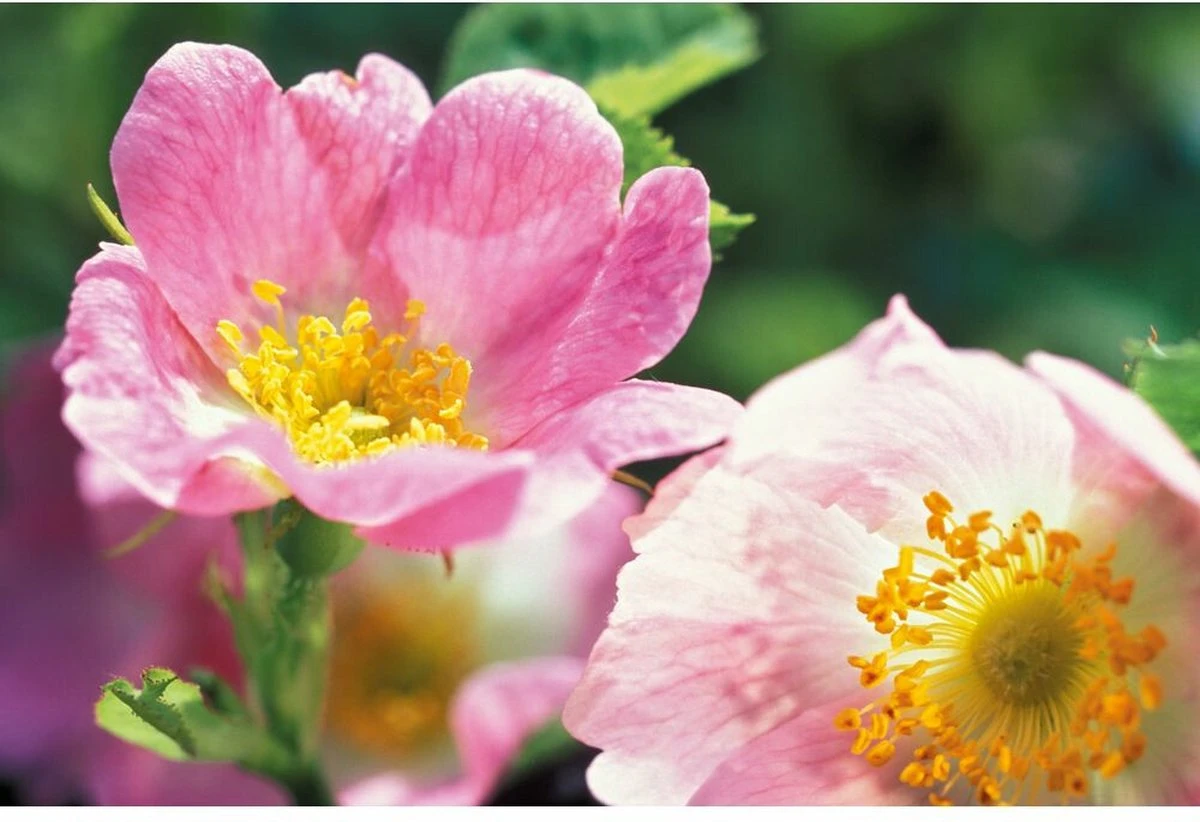 Weleda Wilde Rozen Harmoniserende Body Olie 4 Weleda Wilde Rozen Harmoniserende Body Olie - Afbeelding 4