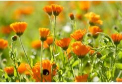 Weleda Calendula Massageolie 6 Weleda Calendula Massageolie -Verzorgingsproducten 1200x825