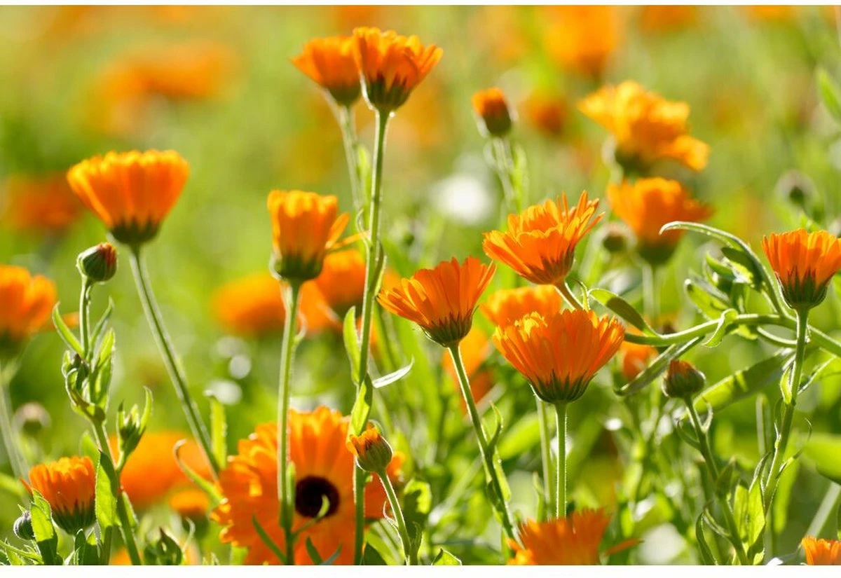 Weleda Calendula Massageolie 3 Weleda Calendula Massageolie - Afbeelding 3