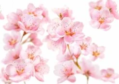 Kneipp Soft Skin - Douchegel -Verzorgingsproducten 1200x846 2