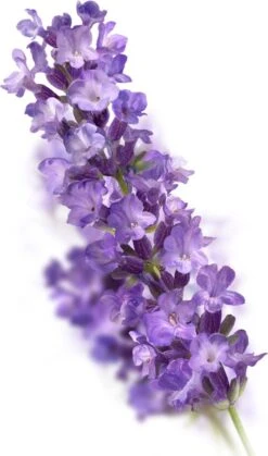 Kneipp Relaxing - Douche Scrub 11 Kneipp Relaxing - Douche Scrub -Verzorgingsproducten 707x1200 2